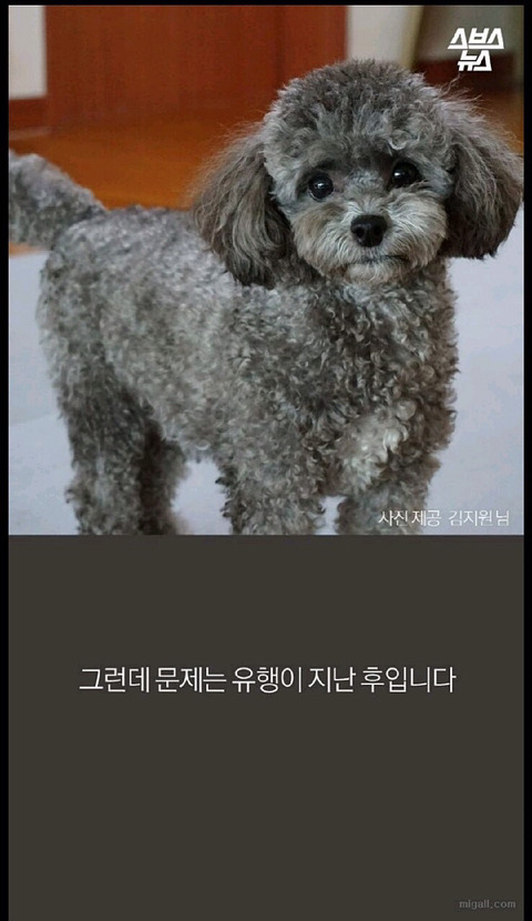 우리나라 강아지 유행 | 인스티즈