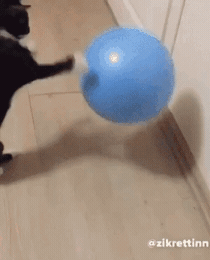 쟈꼬 귀여운 동물들.. | 인스티즈