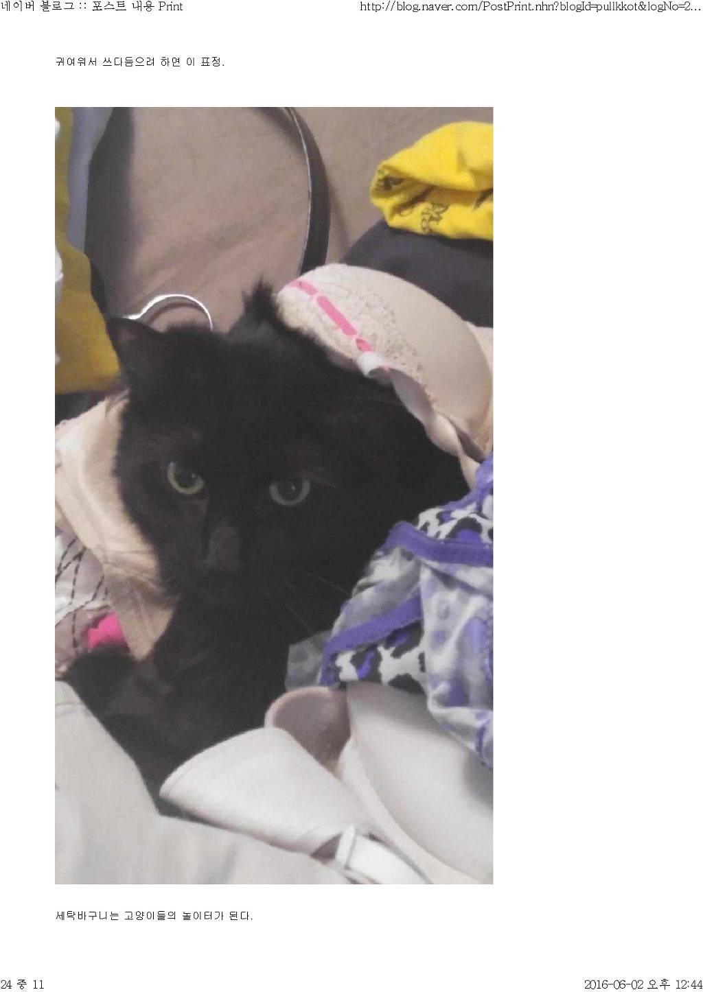 고양이와 함께 산다는것 | 인스티즈