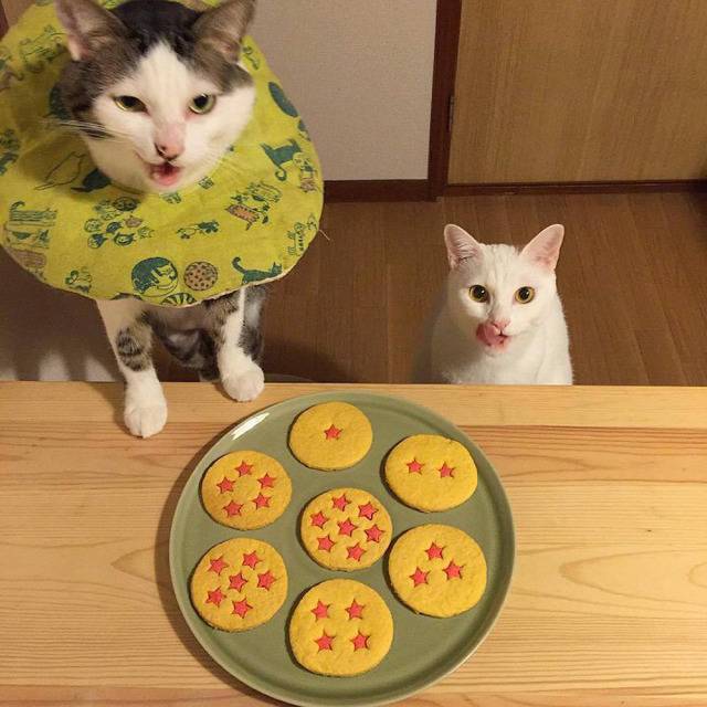 먹고싶다냥 | 인스티즈