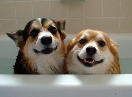 강아지가 주인에게 바라는 10가지 | 인스티즈