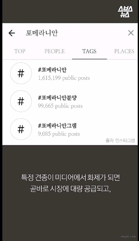 우리나라 강아지 유행 | 인스티즈