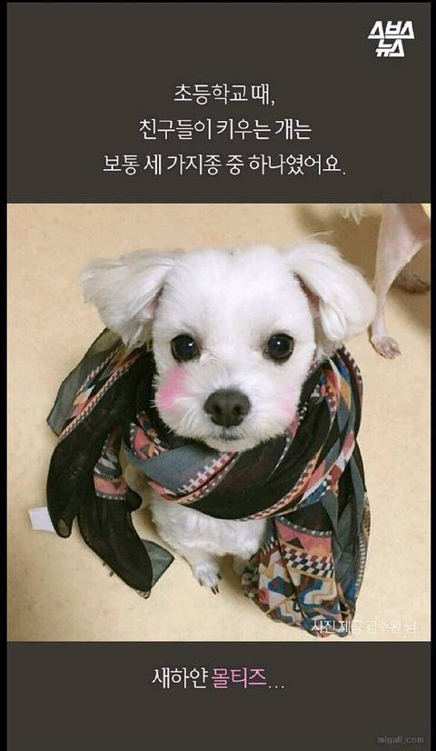 우리나라 강아지 유행 | 인스티즈