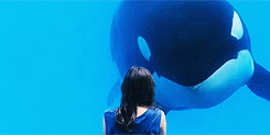 사람과 교감하는 범고래.gif | 인스티즈