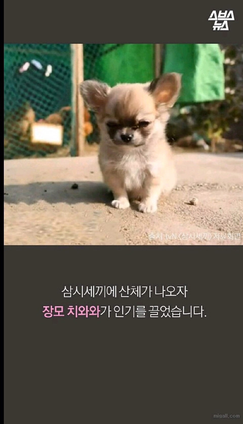 우리나라 강아지 유행 | 인스티즈