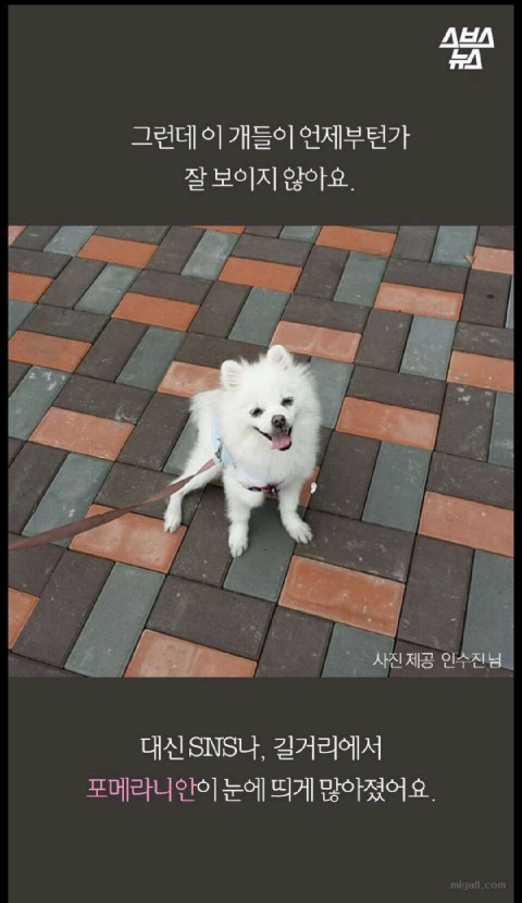 우리나라 강아지 유행 | 인스티즈