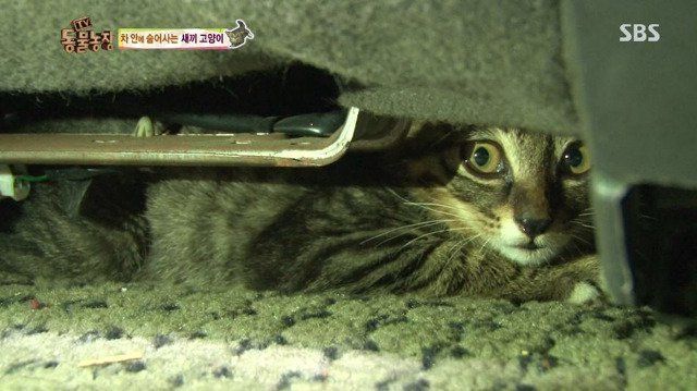 동물농장에 나온 고양이 | 인스티즈