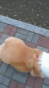 그냥 강아지 고양이 gif | 인스티즈