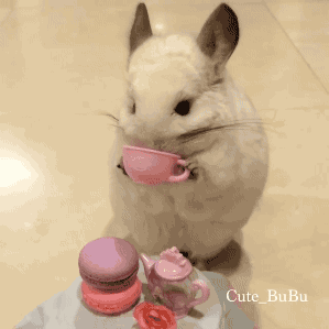 친칠라가 식사하는 모습.gif | 인스티즈