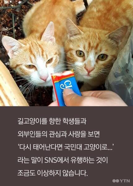 다시 태어난다면 국민대 고양이로... | 인스티즈