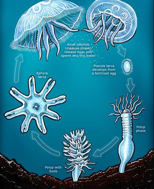 생명이 실제로 무한대인 동물 | 인스티즈