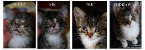 구조되기 전/후 확바뀐 고양이들 | 인스티즈