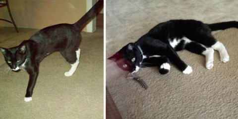 구조되기 전/후 확바뀐 고양이들 | 인스티즈