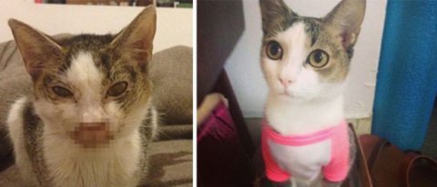 구조되기 전/후 확바뀐 고양이들 | 인스티즈