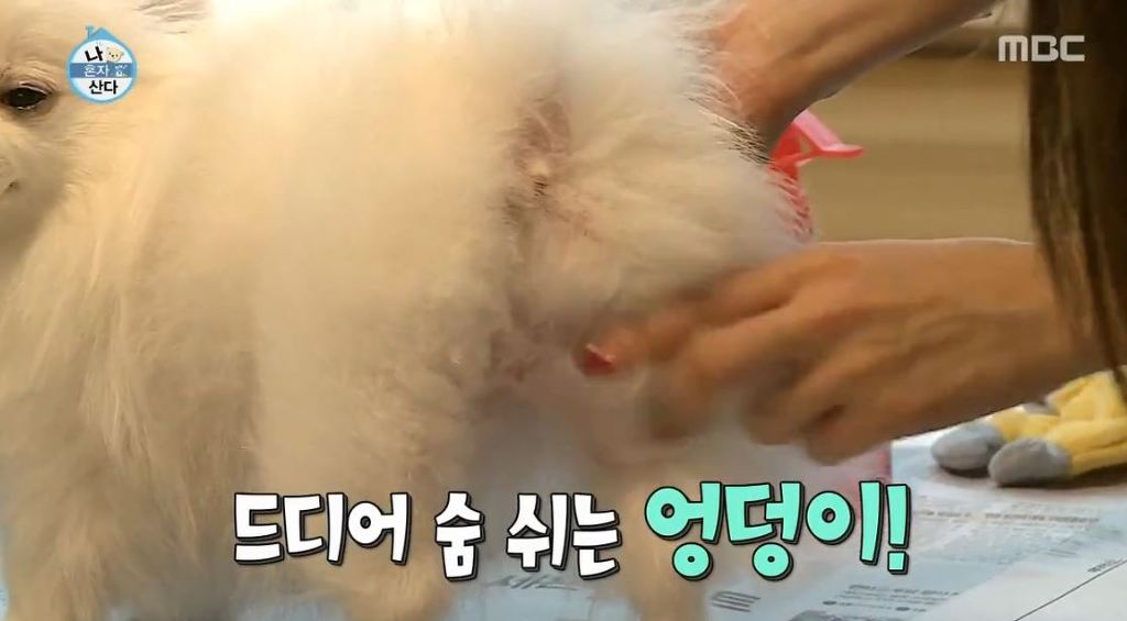 [나혼자산다] 순심이 셀프미용 | 인스티즈