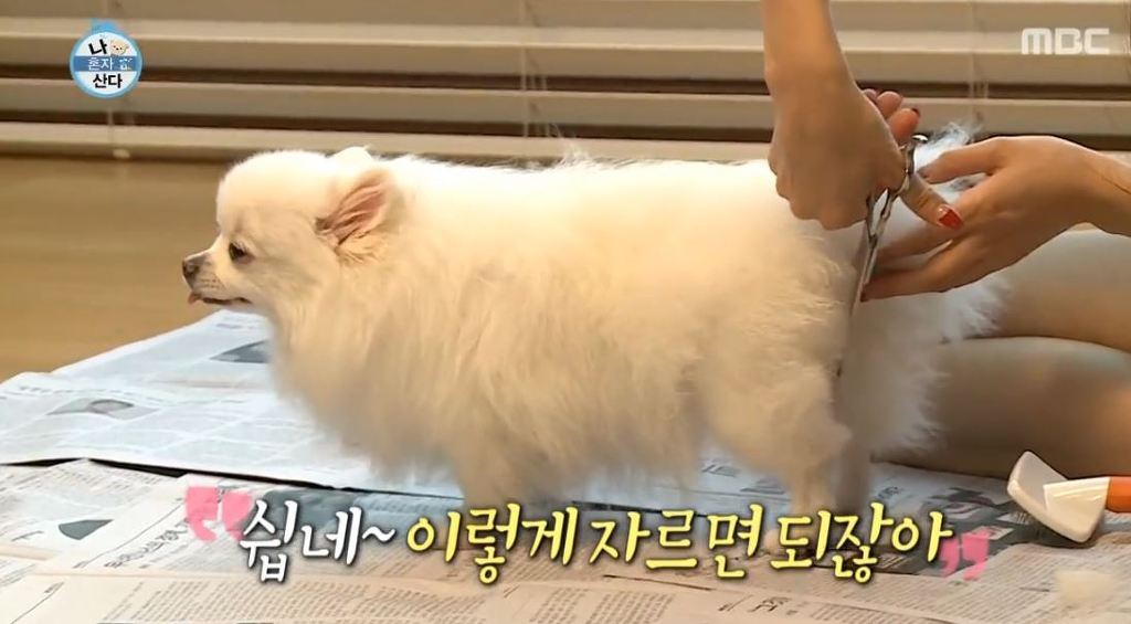 [나혼자산다] 순심이 셀프미용 | 인스티즈