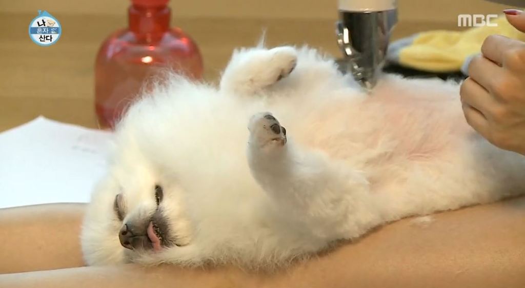 [나혼자산다] 순심이 셀프미용 | 인스티즈