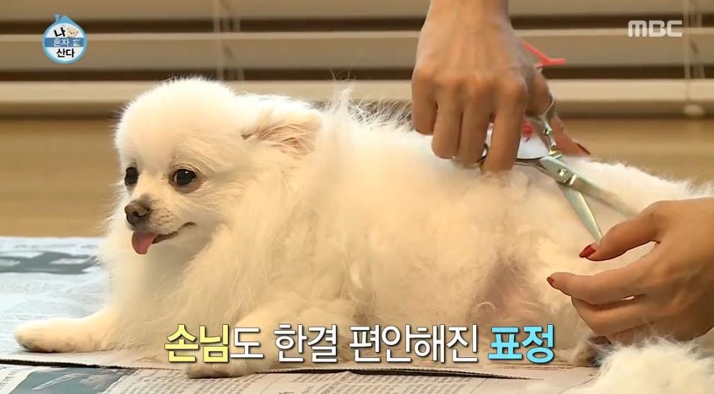 [나혼자산다] 순심이 셀프미용 | 인스티즈