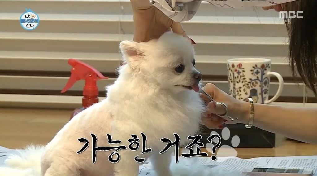 [나혼자산다] 순심이 셀프미용 | 인스티즈