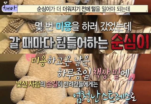 [나혼자산다] 순심이 셀프미용 | 인스티즈