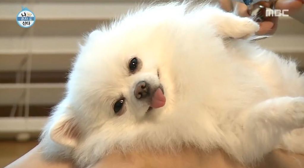 [나혼자산다] 순심이 셀프미용 | 인스티즈