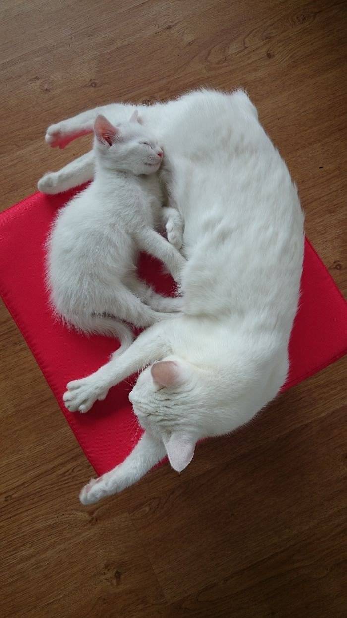 냥이는 냥이를 낳고.jpg | 인스티즈