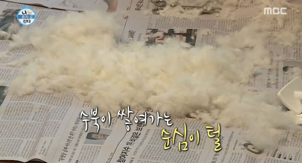 [나혼자산다] 순심이 셀프미용 | 인스티즈