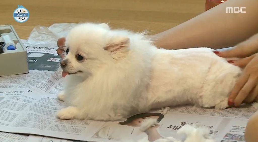 [나혼자산다] 순심이 셀프미용 | 인스티즈