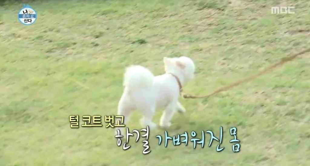 [나혼자산다] 순심이 셀프미용 | 인스티즈