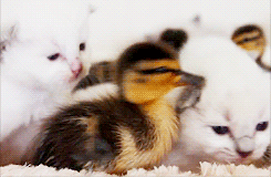 새끼고양이 & 새끼오리 .GIF | 인스티즈