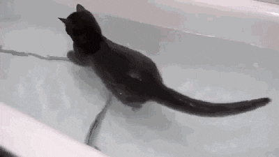 물을 좋아하는 고양이.gif | 인스티즈