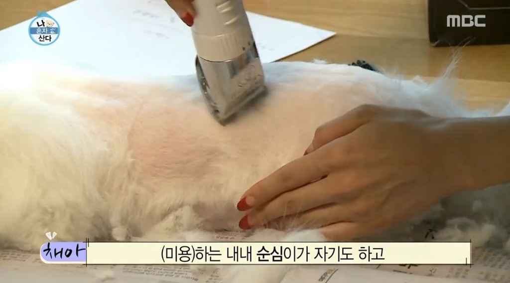 [나혼자산다] 순심이 셀프미용 | 인스티즈