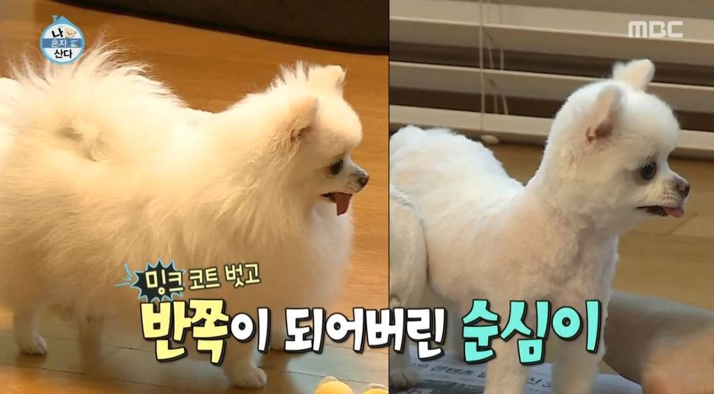 [나혼자산다] 순심이 셀프미용 | 인스티즈