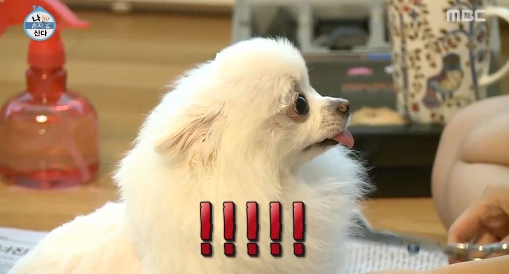 [나혼자산다] 순심이 셀프미용 | 인스티즈