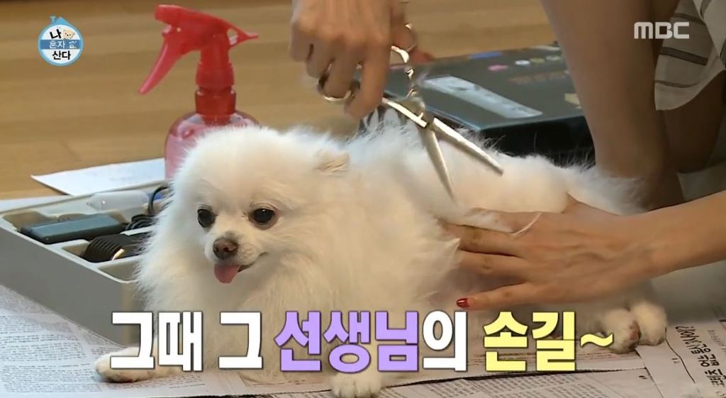 [나혼자산다] 순심이 셀프미용 | 인스티즈