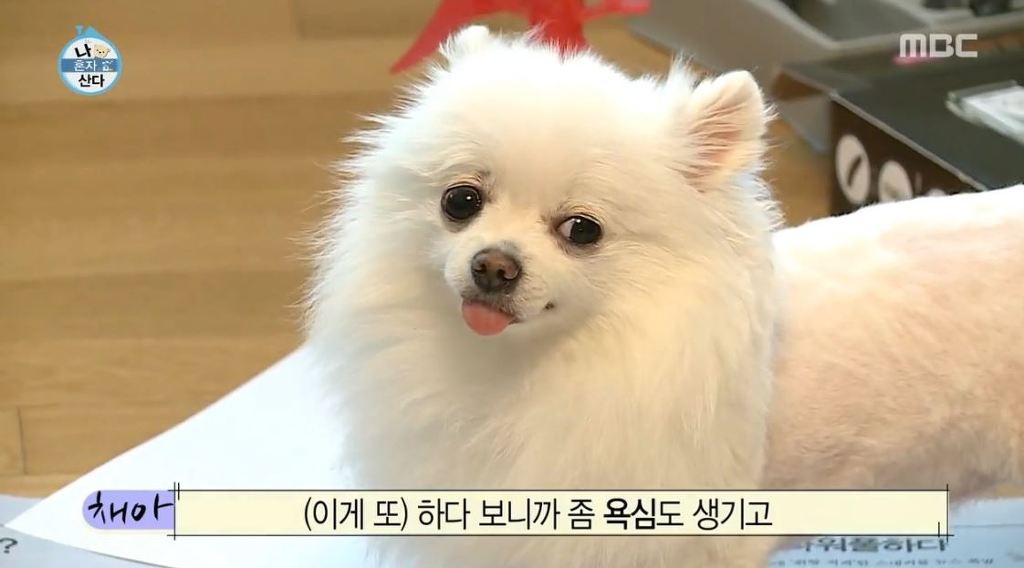 [나혼자산다] 순심이 셀프미용 | 인스티즈