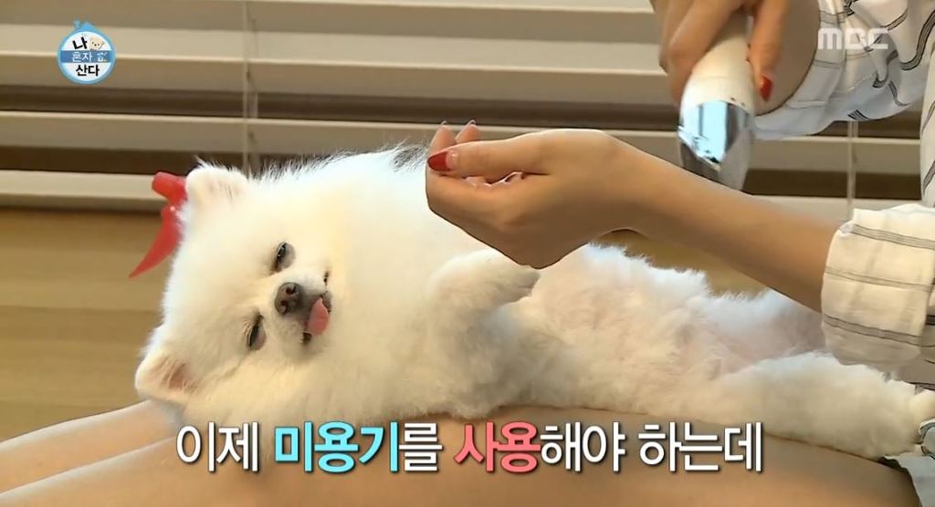 [나혼자산다] 순심이 셀프미용 | 인스티즈