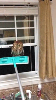 집에 부엉이가 들어와서; | 인스티즈