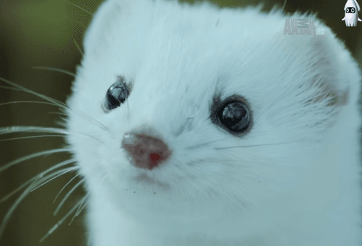 족제비.gif | 인스티즈