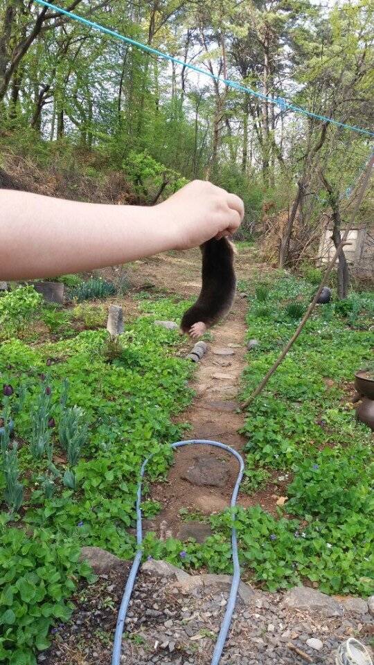 실제로 시골에서 고양이가 잡은 두더지 | 인스티즈