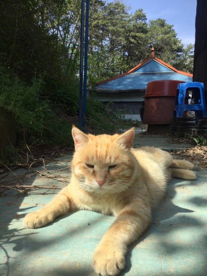 실제로 시골에서 고양이가 잡은 두더지 | 인스티즈