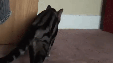 고양이는 액체입니다.gif | 인스티즈