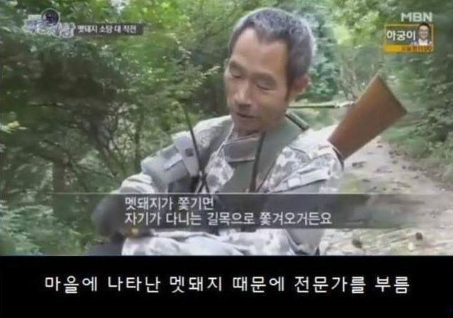 맷돼지를 추격하는 개ㄷㄷ | 인스티즈