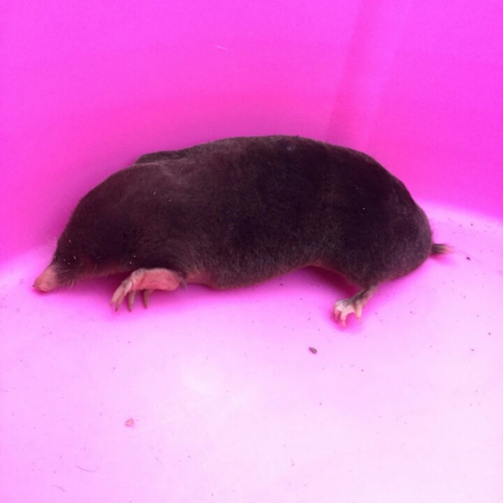 실제로 시골에서 고양이가 잡은 두더지 | 인스티즈