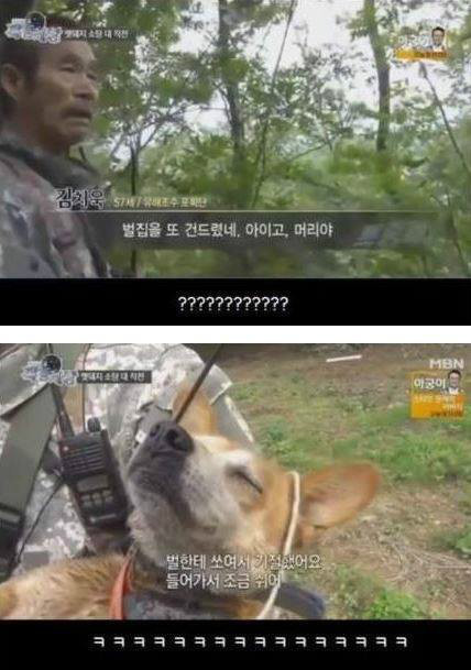 맷돼지를 추격하는 개ㄷㄷ | 인스티즈