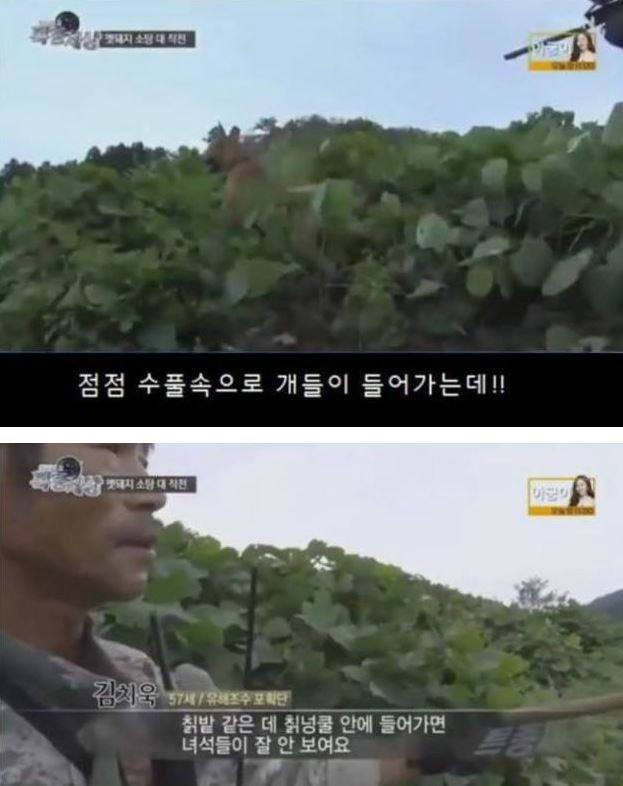 맷돼지를 추격하는 개ㄷㄷ | 인스티즈