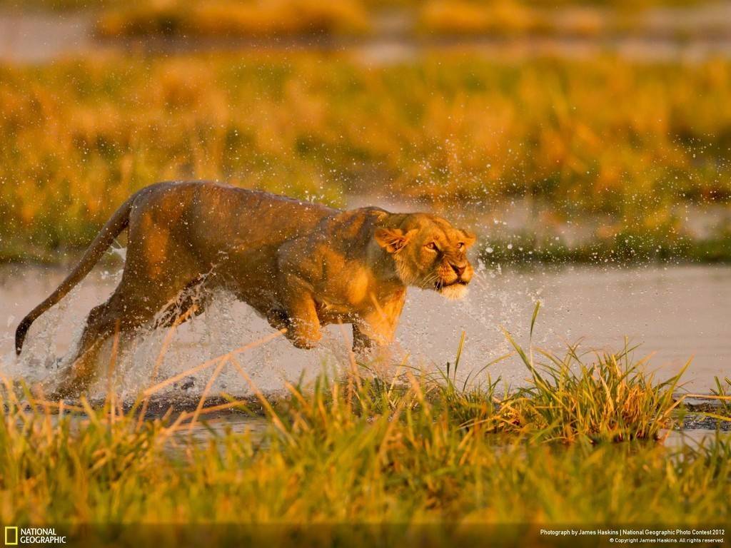 도고 선에서 쉽게 정리 가능한 ㅈ밥 동물들 (BG) | 인스티즈