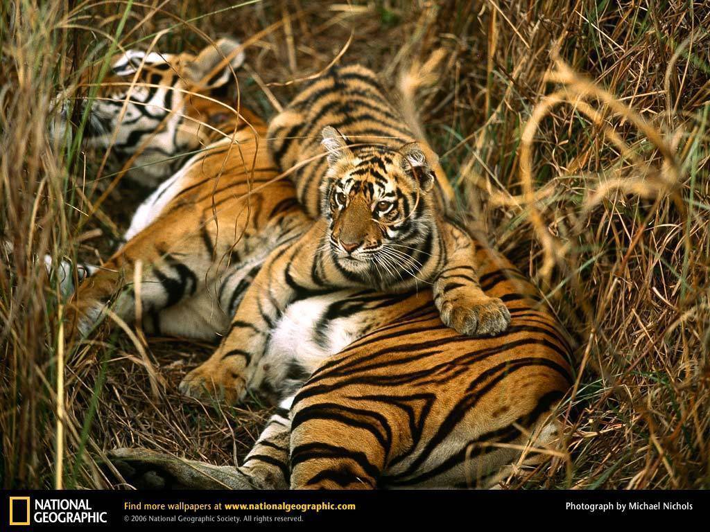 도고 선에서 쉽게 정리 가능한 ㅈ밥 동물들 (BG) | 인스티즈