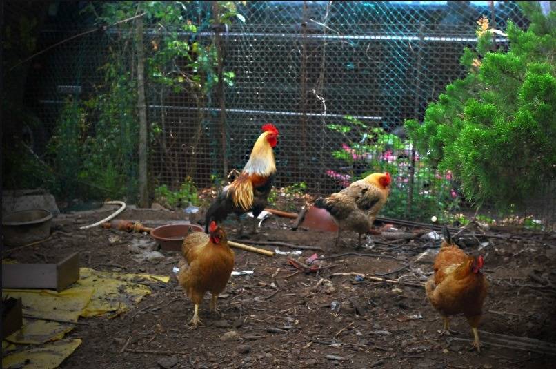 장사안되는 닭백숙집 닭으로 하루버티기 vs 그냥 살기 | 인스티즈