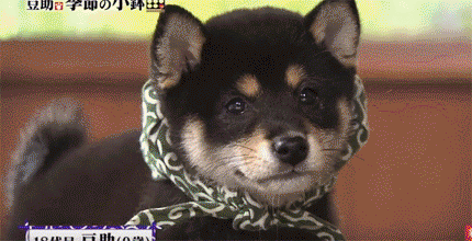 일본 교양 프로그램 마스코트인 애기 시바견ㅠㅠ.gif | 인스티즈